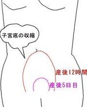子宮の収縮